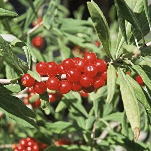 Mezereon berries (Daphne mezereum)