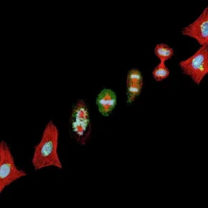 Mitosis Print: Cellular Division Process Mitosis Print: Cellular Division Process
