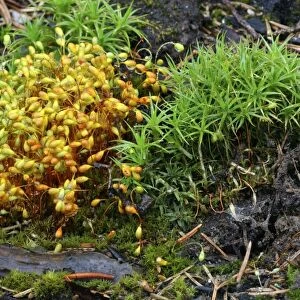 Mosses after forest fire