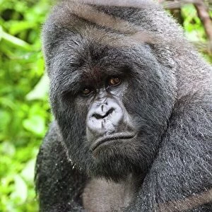 Mountain gorilla C014 / 0983
