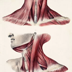 Muscles of the neck