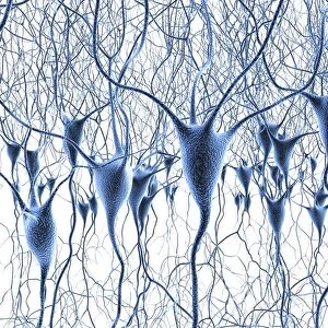 Nerve cells, artwork F007 / 5516