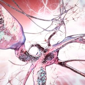Nerve cells, computer artwork