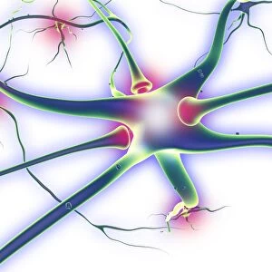 Nerve cells and synapses