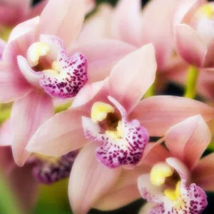 Orchid (Cymbidium hybrid)