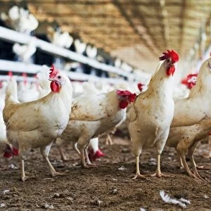 Organic chicken farming