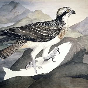 Osprey, 19th century C013 / 6301