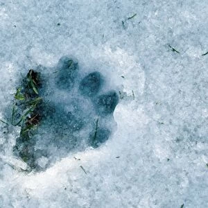Otter footprint in snow