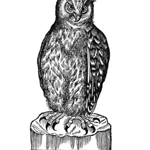 Owl, historical artwork