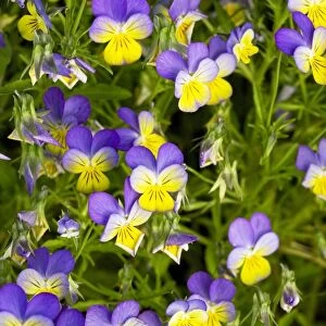 Pansy flowers (Viola x wittrockiana)