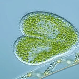 Paramecium protozoa, light micrograph