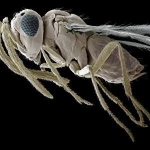 Parasitic wasp, SEM