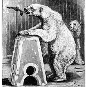 Performing bears, 1893 C013 / 9111