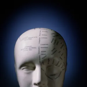 Phrenology bust by L. N. Fowler