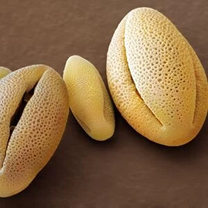 Phygelius aequalis pollen, SEM