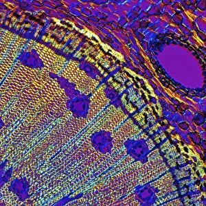 Pine tree stem, light micrograph
