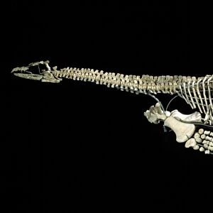 Plesiosaur fossil C016 / 5595