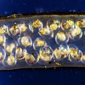 Pond snail egg mass, light micrograph