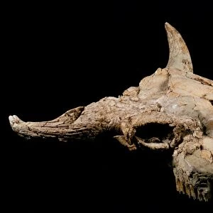 Prehistoric bison skull C015 / 6760