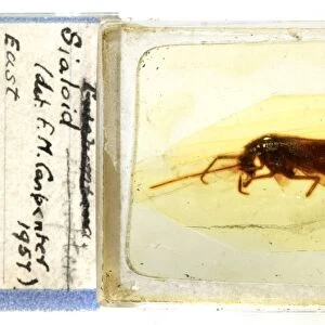 Prehistoric insect in amber C016 / 6117