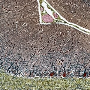 Purkinje cells, light micrograph