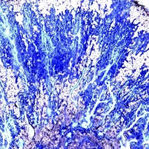 Purkinje nerve cells, light micrograph