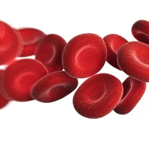 Red blood cells, artwork F006 / 3377