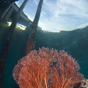 Red sea fan growing under jetty