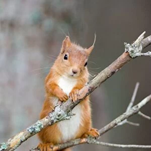 Red squirrel on a branch