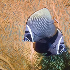 Redtail butterflyfish and sea fan