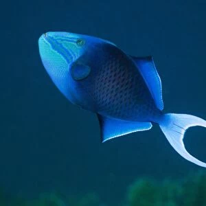 Redtooth triggerfish