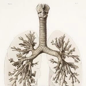 Respiratory anatomy, 19th Century artwork