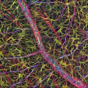 Retina blood vessel and nerve cells
