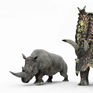 Rhino and Pentaceratops dinosaur