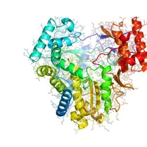 RNA polymerase from Norwalk virus
