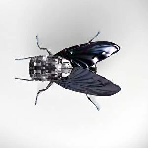 Robot fly