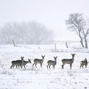 Roe deer in winter C018 / 0888