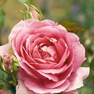 Rose (Rosa Parade )