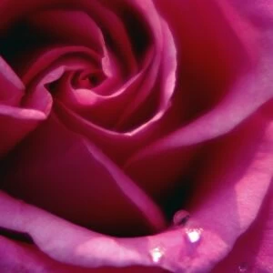 Rose (Rosa Superstar ) flowers