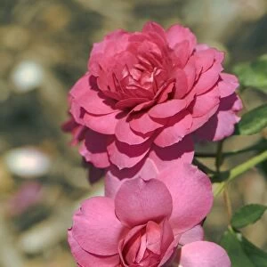 Rose (Rosa Wise Portia )