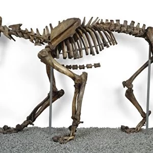 Sabre-toothed cat, fossil skeleton C016 / 5066