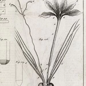 Saffron plant, 18th century