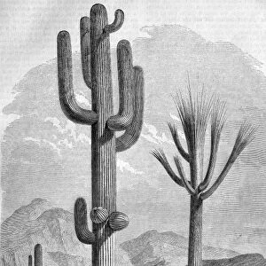 Saguaro cactus, historical artwork C017 / 6906