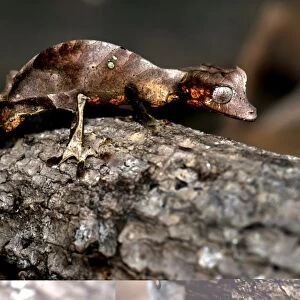 Satanic leaftail gecko C014 / 0927