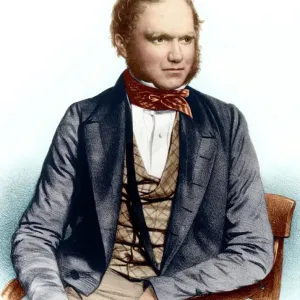 Charles Darwin Print, 1849 Charles Darwin Print, 1849