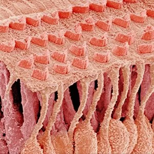 Sensory hair cells in ear, SEM