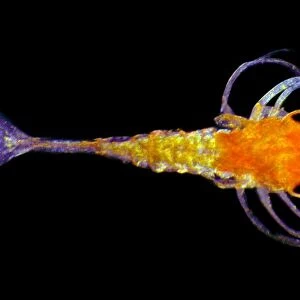 Shrimp larva, light micrograph