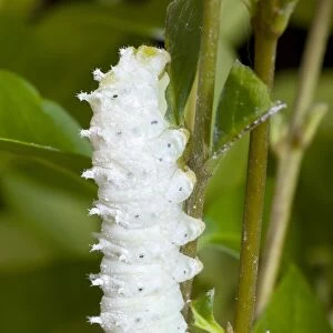 Silkmoth larva about to moult
