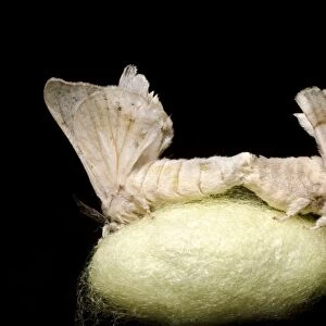 Silkmoths mating on a cocoon C014 / 4632