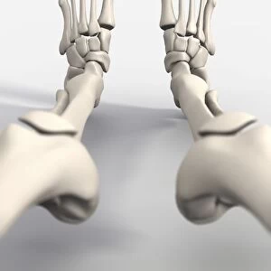 Skeletons feet, artwork